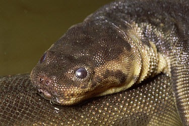 Elephant's Trunk File Snake (Acrochordus javanicus) freshwater swamps and rivers, southeast Asia Elephant's Trunk File Snake (Acrochordus javanicus) freshwater swamps and rivers, southeast Asia