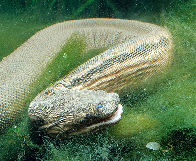 A-98-16 Acrochordus javanicus