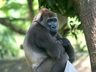 Croo Rivergorilla (2)