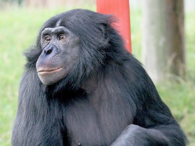 bonobo (2)