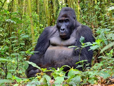 oostelijke laaglandgorilla (2)