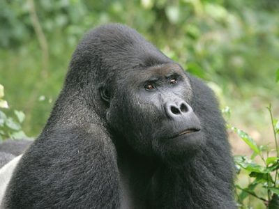 oostelijke laaglandgorilla (4)