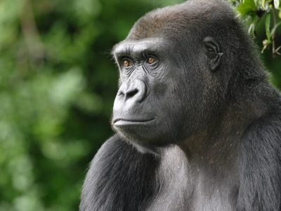 westelijke laaglandgorilla (2)