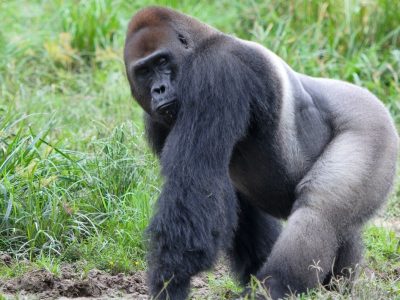 westelijke laaglandgorilla (3)