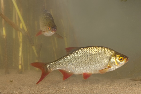 Ruisvoorn; Rietvoorn; Scardinius erythrophthalmus; Rutilus erythrophthalmus; Rudd;