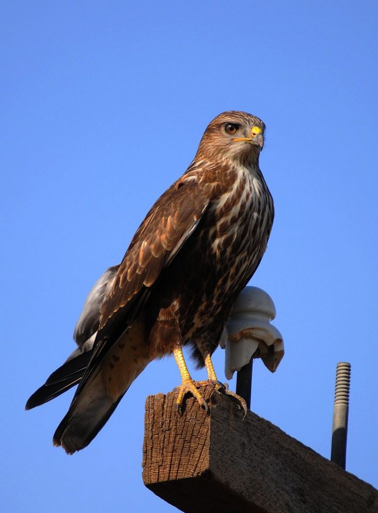 arendbuizerd (1)