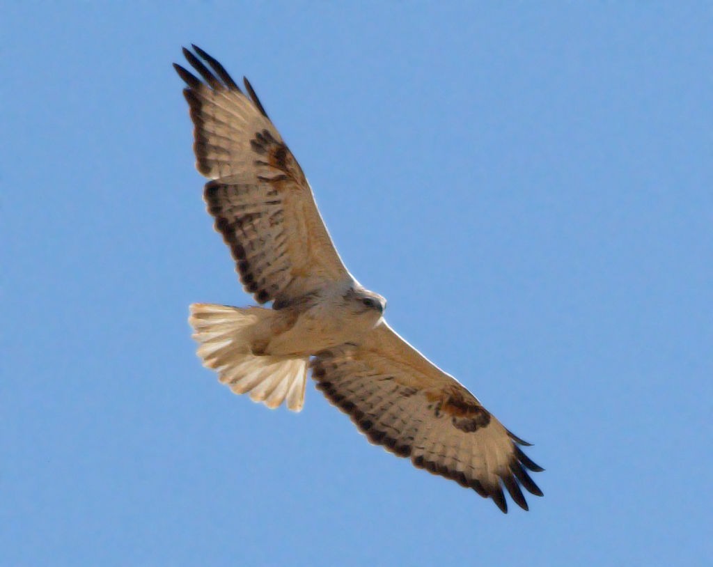 arendbuizerd (1)