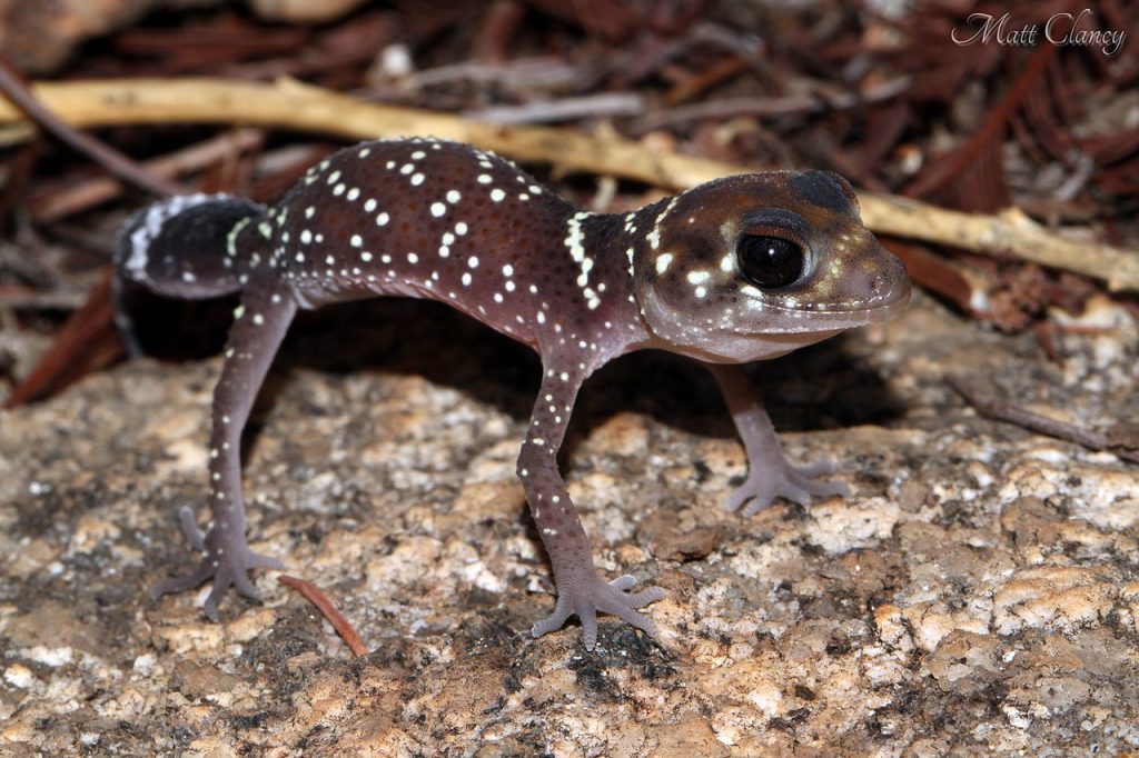 Australische dikstaartgekko (2)