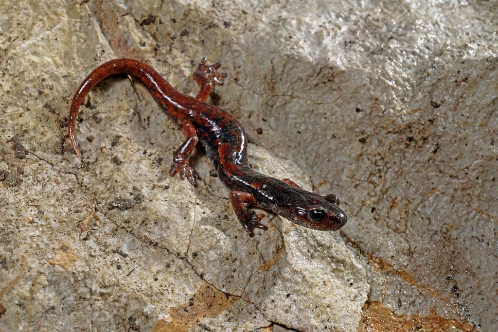 Italiaanse grottensalamander (2)