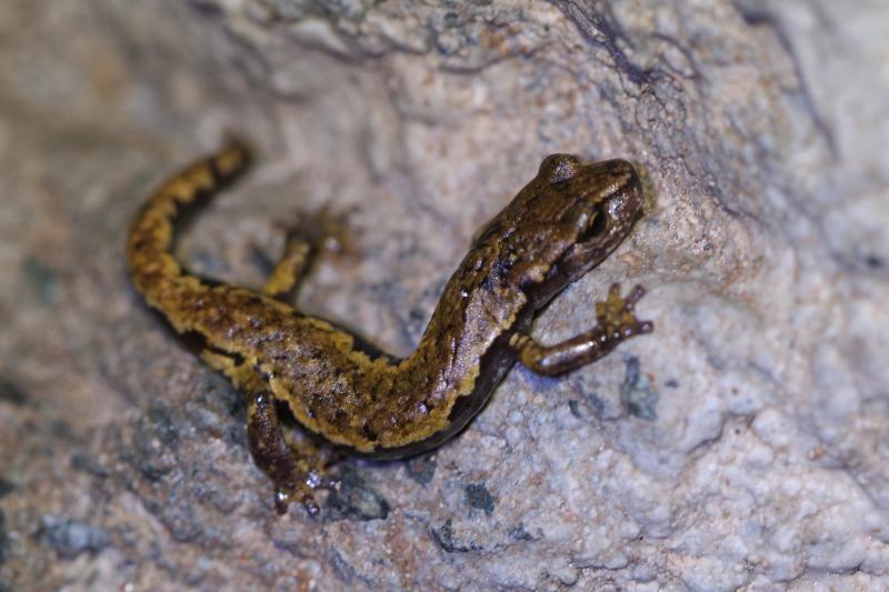 Italiaanse grottensalamander (3)