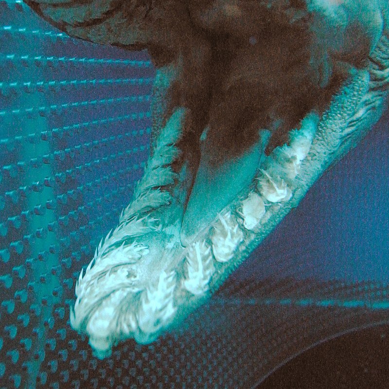 franjehaai (1)