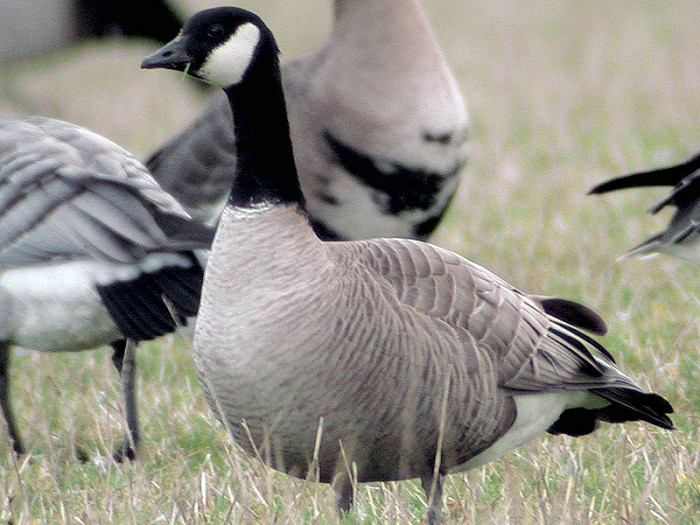 kleine Canadese gans (1)