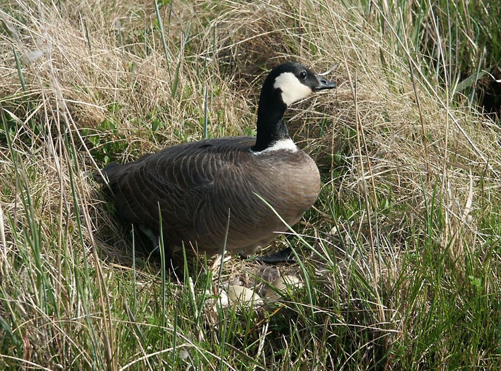 kleine Canadese gans (1)