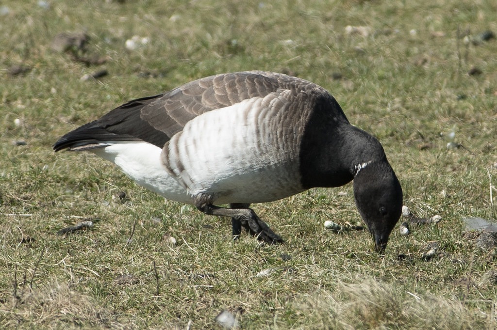 rotgans (1)
