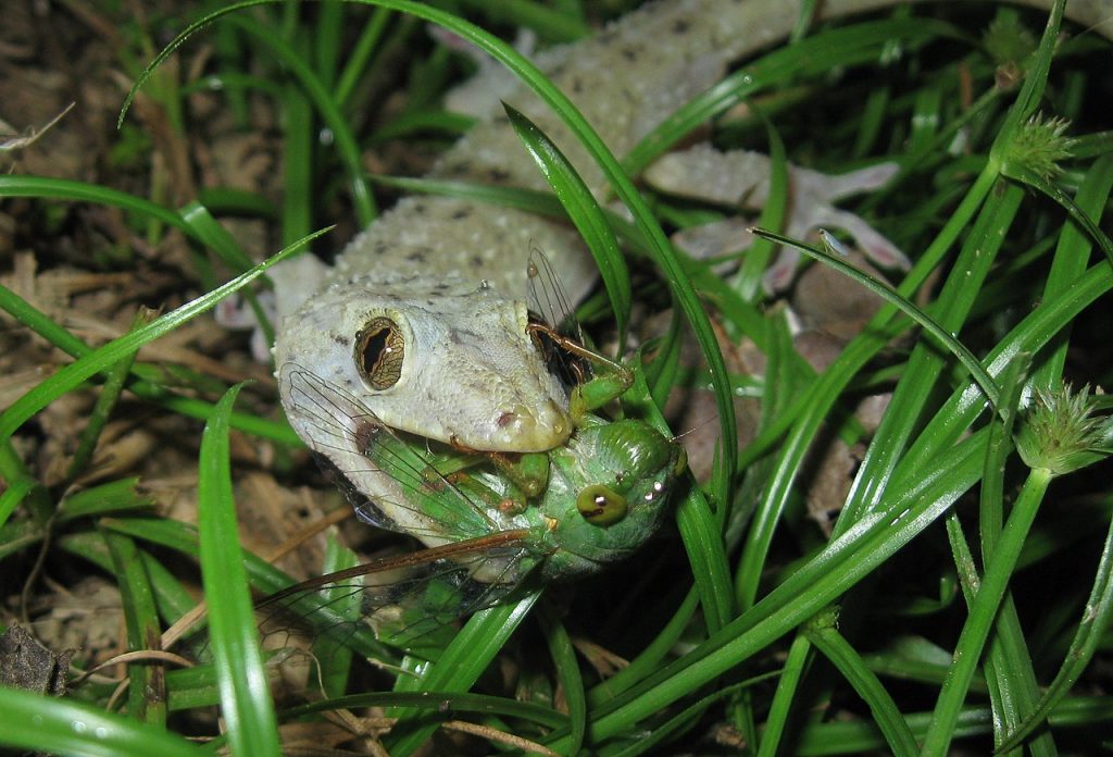Aziatische huisgekko (2)