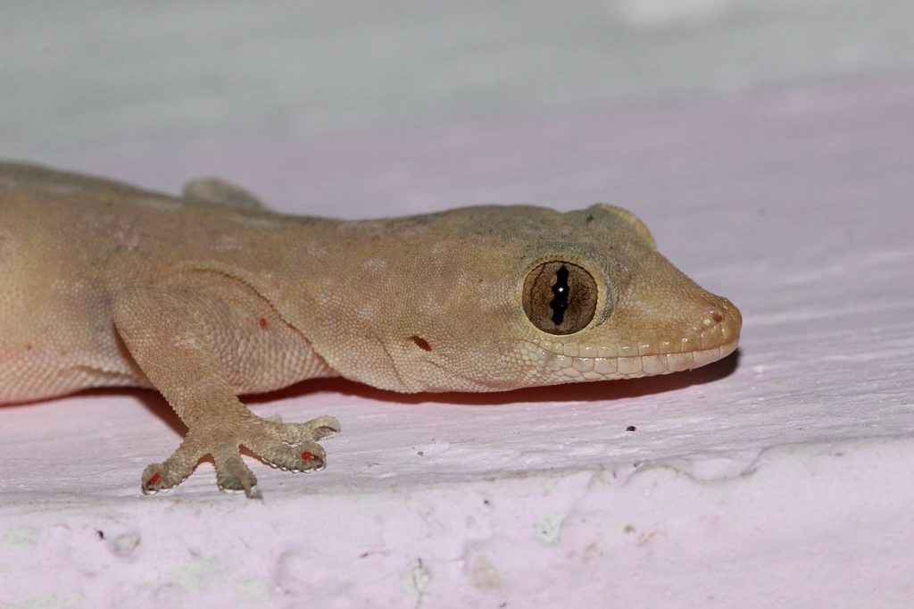 Aziatische huisgekko (3)