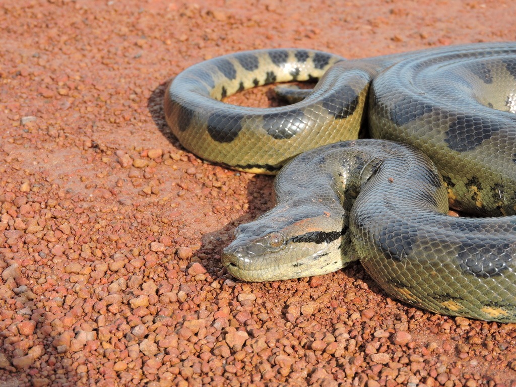anaconda (1)