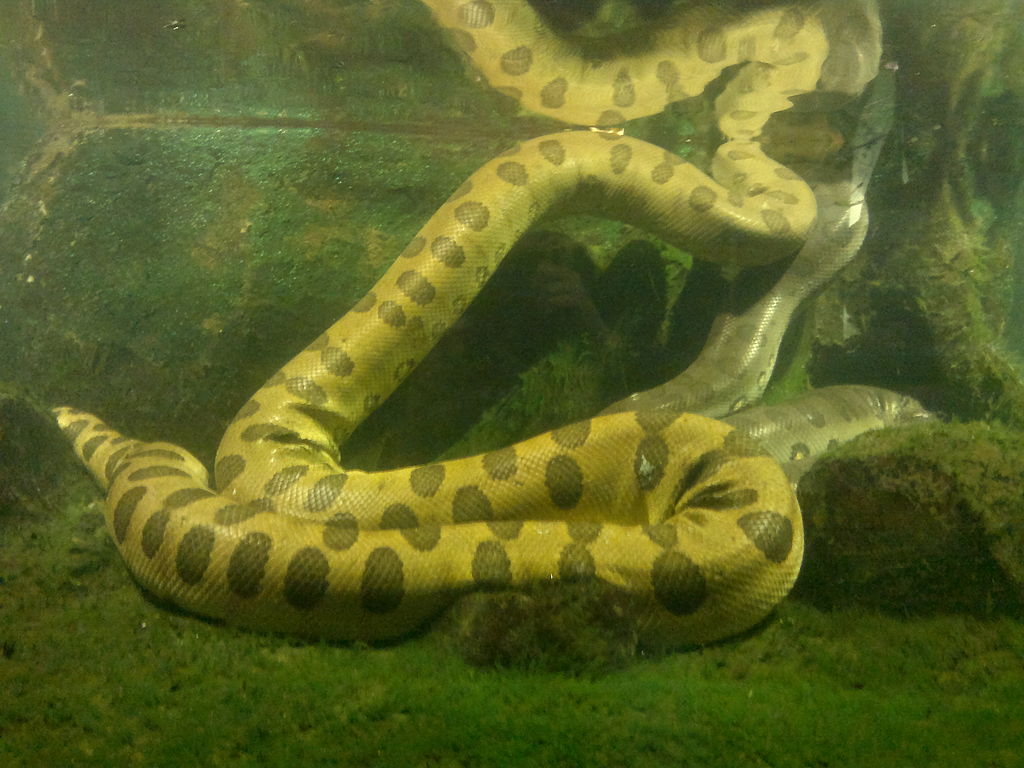 anaconda (1)