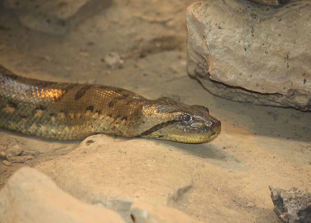 anaconda (2)