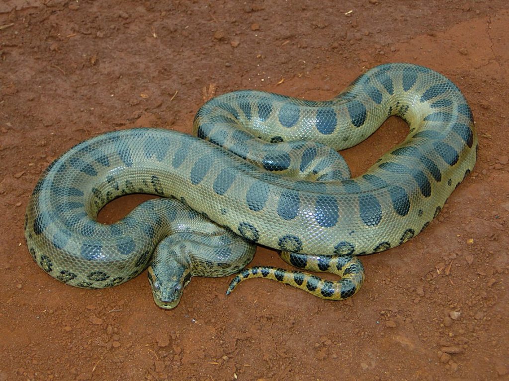 anaconda (4)
