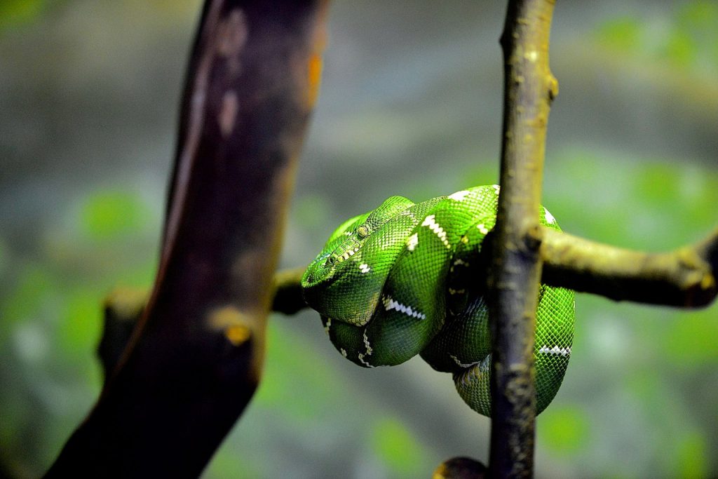 groene hondskopboa (1)
