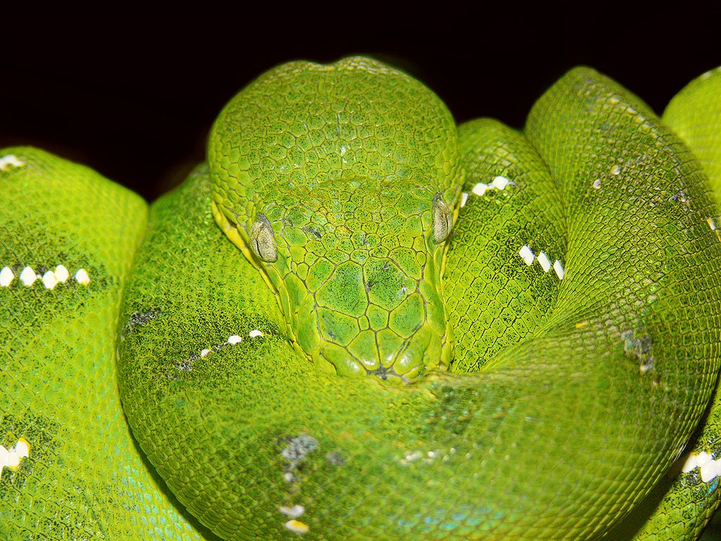 groene hondskopboa (2)