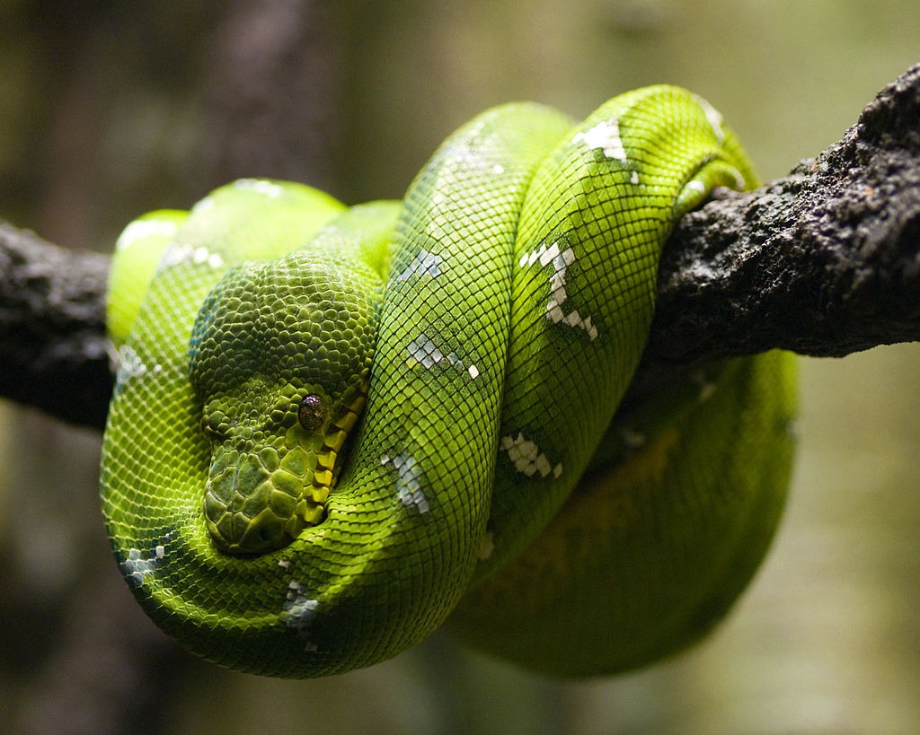 groene hondskopboa (3)