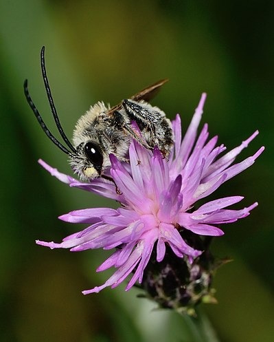 langhoornbijen (1)