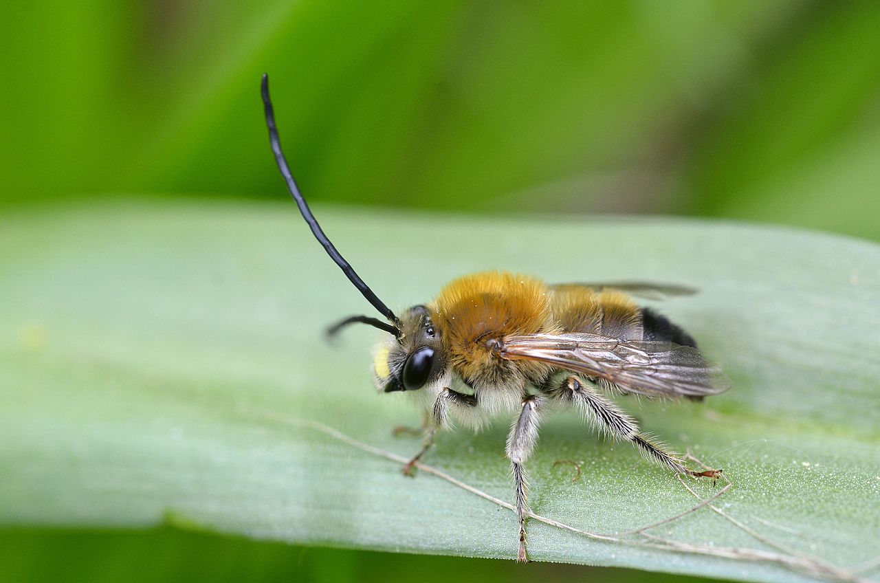 langhoornbijen (2)