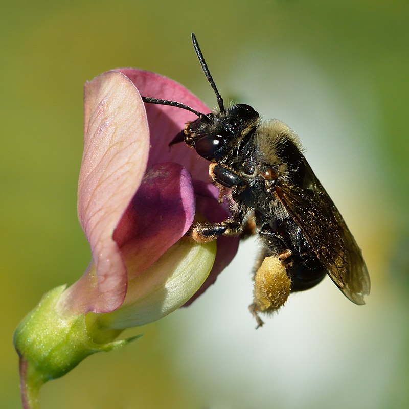 langhoornbijen (3)