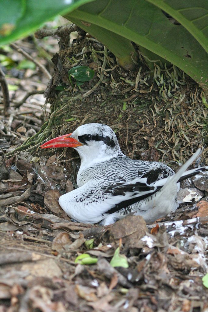 roodsnavelkeerkringvogel (7)
