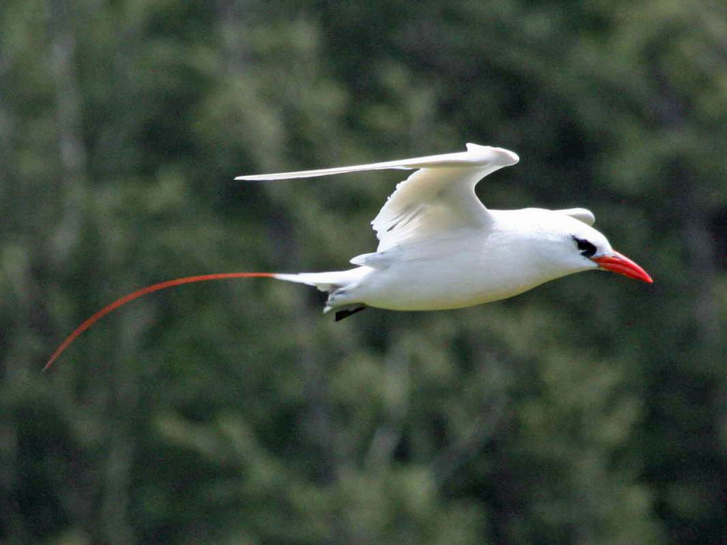 roodstaartkeerkringvogel (4)