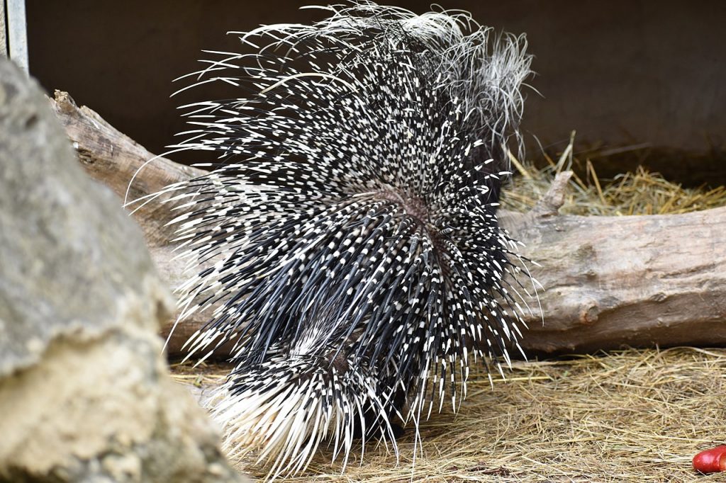 Zuid-Afrikaans stekelvarken – het diertje van de dag
