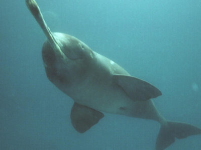 Plataniste or Ganges river dolphin (Platanista gangética), Karnaphuli river, Bangladesh