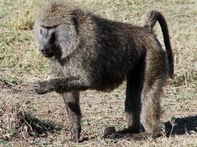 groene baviaan (2)