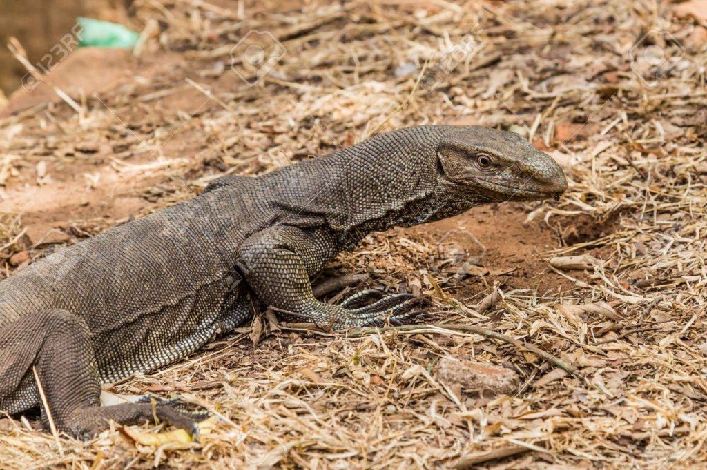 Bengal Monitor Lizard i(varanus bengalensis) in Sri Lanka