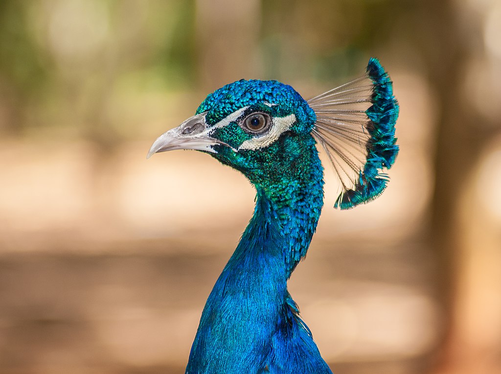 blauwe pauw (3)