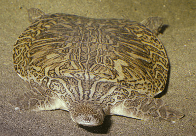 Bibrons reuzenweekschildpad (1)