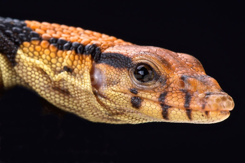 Varanus dumerilii