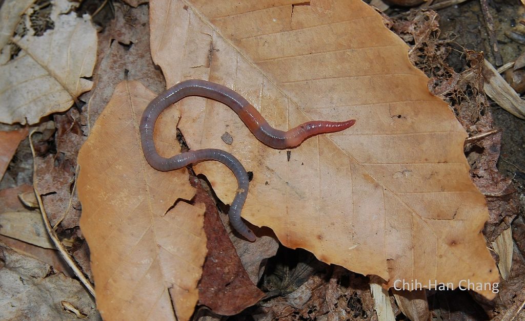 gewone grauwworm (1)