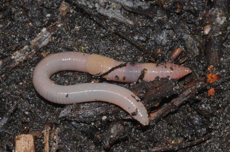 gewone grauwworm (2)