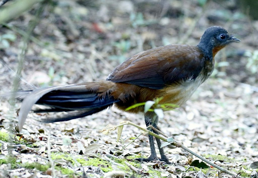 Alberts liervogel (1)