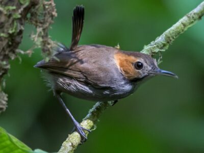 grijsbuikmuggensluiper (2)