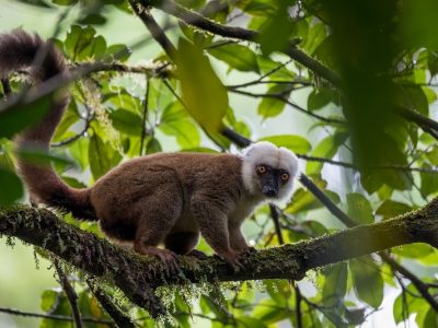 white-headed lemur (Eulemur albifrons) on branch in Madagascar wilderness. Masoala forest reserve. Madagascar wildlife