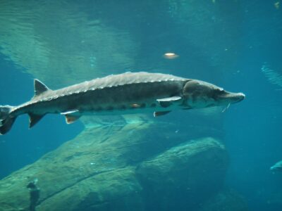 Atlantische steur (1)