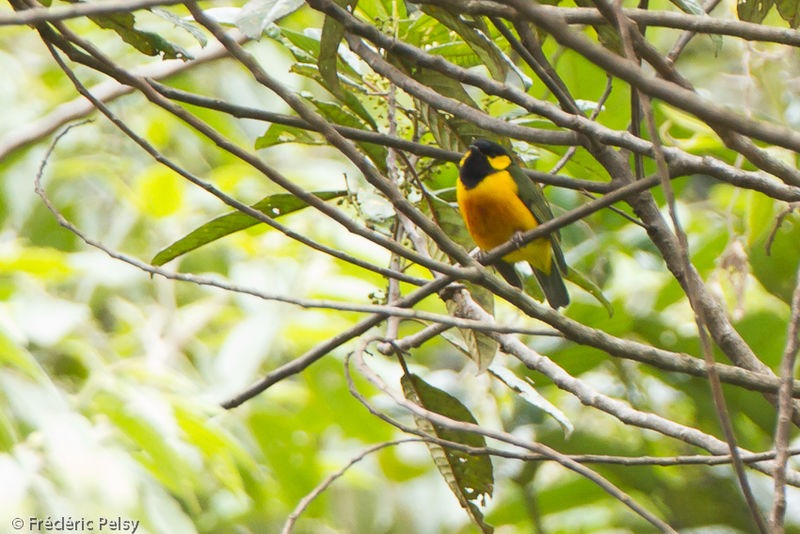 Oréochare des Arfak Oreocharis arfaki Tit Berrypecker
