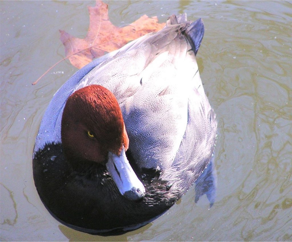 roodkopeend (1)