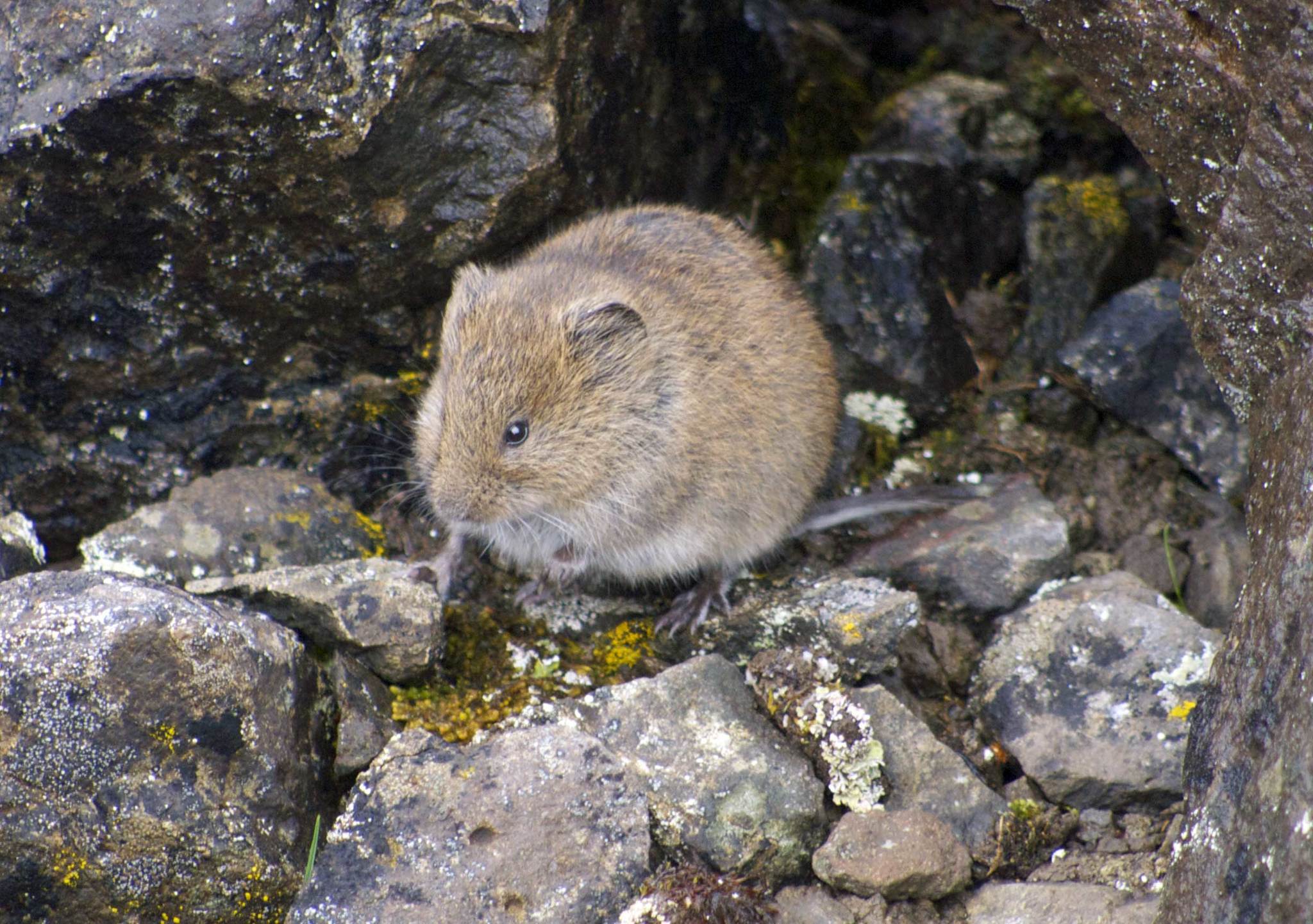 Noordse woelmuis (1)