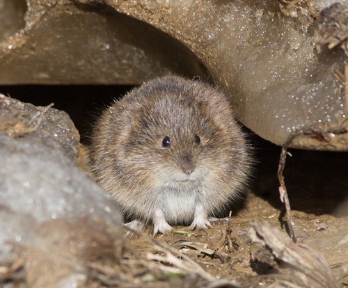 Noordse woelmuis (2)