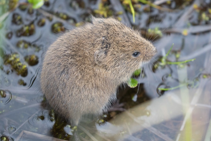 Noordse woelmuis (3)